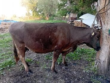 продам корову: Продаю | Корова (самка) | Для молока | Привязанные — 7