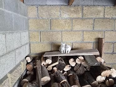 ит мышык: Белоснежные котята с голубыми глазами. Отдаем в хорошие руки с — 3