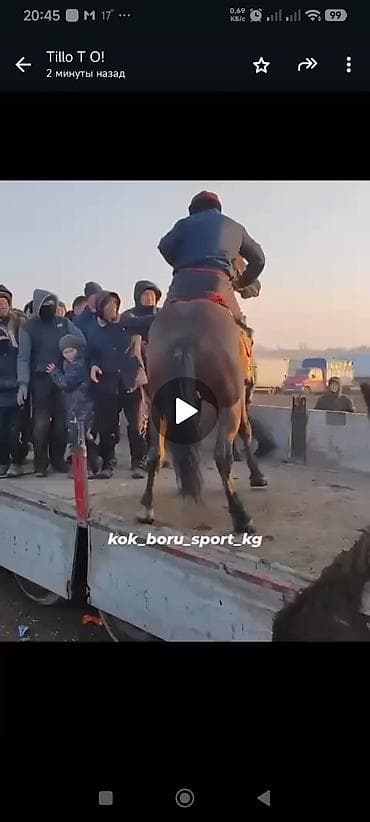 Продаю | Жеребец | Конный спорт