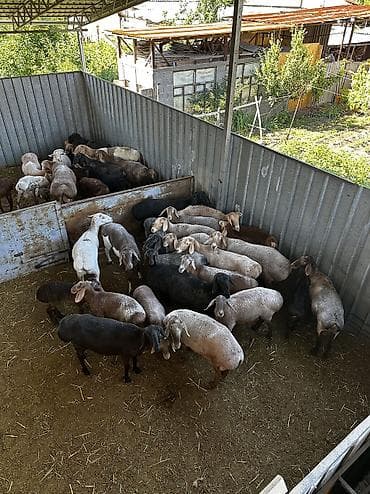 кошка домашный: Продаю баран кроме черных и ягнят и пару крассных — 2