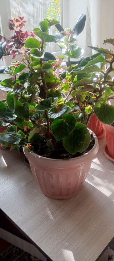 купить рассаду помидор в бишкеке: Бегония — 1