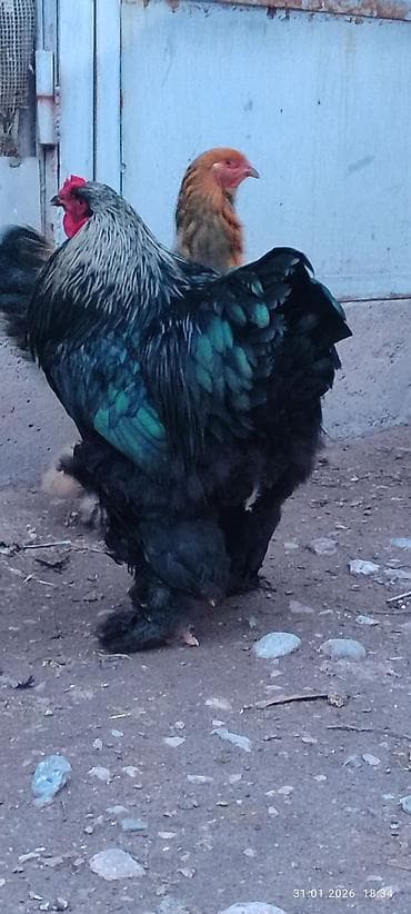Грызуны: Продаю | Петух | Брама | Для разведения — 2