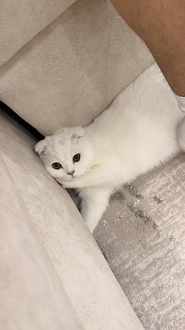 Мышыктар: Шотландская вислоухая кошка, окрас белый сплошной. - Порода: Scottish — 2