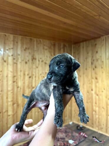 бульдоги: Щенки Канарского Дога (Presa Canario) С документами, прививками 8 — 28