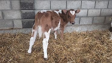 жаныбарлар: Сатам | Бука (эркек), Кунаажын | Голштин, Симментал, Монбельярд | Бордоп семиртүү үчүн, Көбөйтүү үчүн, Сүт алуу үчүн | Жасалма уруктандырылган — 4