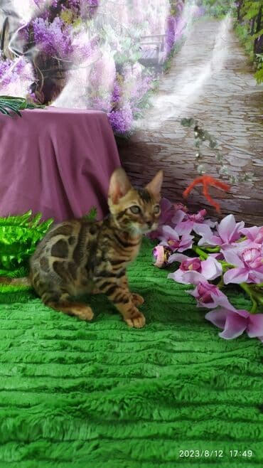 сколько стоит котенок британской золотой шиншиллы: Друзья. Бенгальские котята !! Проф.Питомник Бен Гла Мур предлагает — 4