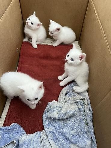 сухое молоко для котенка: 1 месяц, Мальчик, Белый, Приучена к лотку — 2