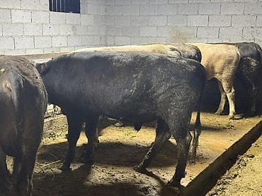 Сатам | Бука (эркек) | Союуга — 10