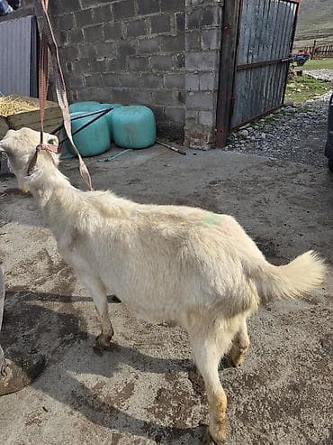 кой акур: Продаю | Коза (самка) | Для молока — 3
