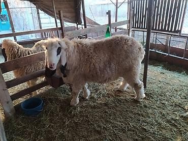 собаки сокулук: Сатам | Ургаачы кой (ургаачы), Кочкор (эркек) | Көбөйтүү үчүн — 2