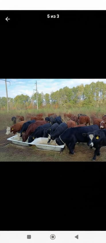 французкий бульдог цена: Продаю | Тёлка | На откорм, На забой, Для разведения — 1