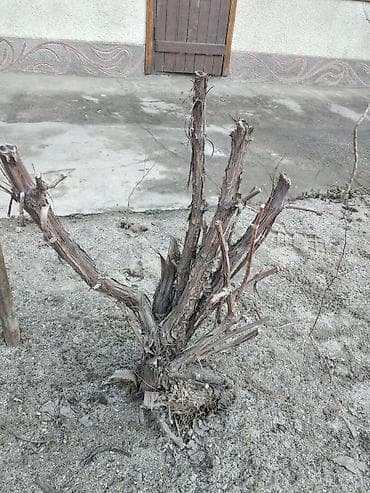 саженцы винограда купить: Молодой куст винограда (новый корнесобственный куст) - Сильнорослая — 1