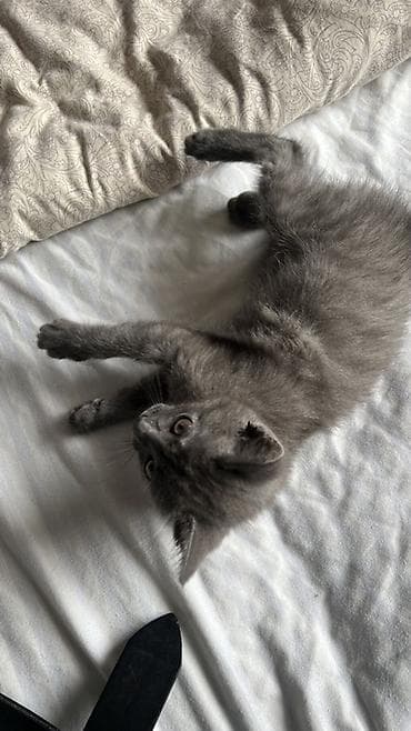 Кошка даром: Беспородная, 2 месяца, Девочка, Приучена к лотку — 2