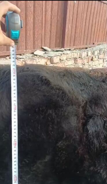 сколько стоит корова дойная: Продаю | Корова (самка) | Для молока — 4