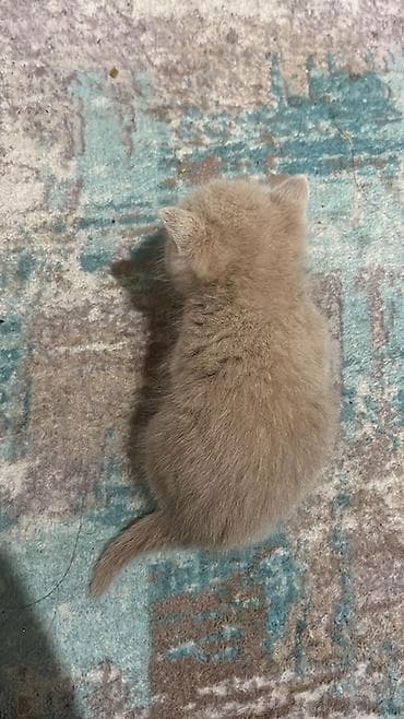 котята шотландцы купить: Плюшевый котёнок кремового окраса Котёнок ещё совсем крошечный и пока — 5