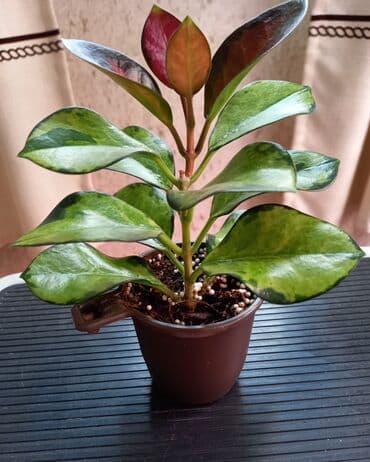 грунт для орхидей: Хойя «Лиза» (вариегатная) ЦЕНА-250 сом АДРЕС:Токтогула пер. Уметалиева — 3