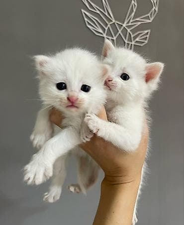 Белоснежные котята с голубыми глазами. Кушают все подряд at lalafo.kg Белоснежные котята с голубыми глазами. Кушают все подряд