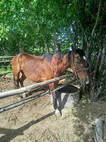 Үй жаныбарлары: Сатам | Бээ (ургаачы) | Жумушка — 3