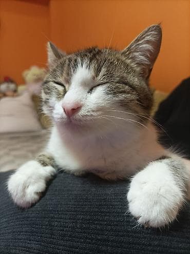 Вязка кошек: Девочка, Приучена к лотку, Проглистована — 4