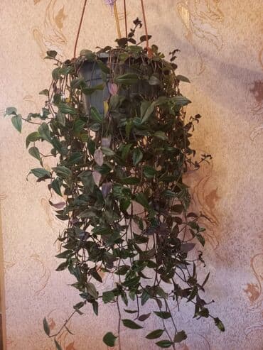 монстера с белыми листьями купить: Комнатная пальма в горшке Вашингтония нитчатая .Замиокулькас - 600 — 4