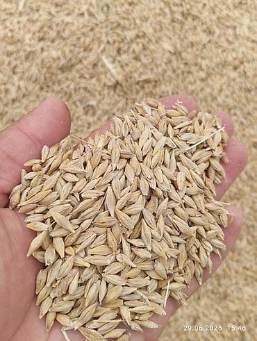 суданка семена: Ячмень озимый сорт Атлин! на продажу 2 репродукция.посев 110-130 кг на — 1