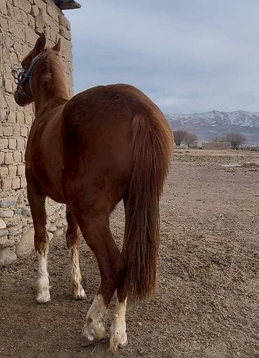 уй ети: Продаю | Жеребенок | Рабочий — 3