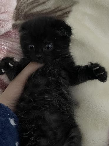 black cat: Девочка 
Вислоухая — 2