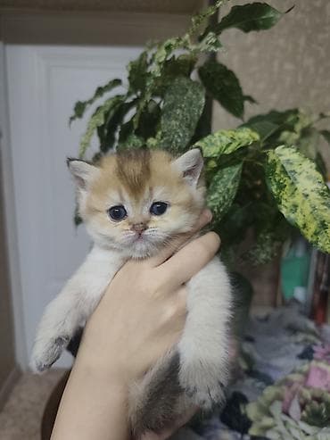 купить котёнка мейн кун: Британская короткошёрстная, 1 месяц, Девочка, Золотая шиншилла, Приучена к лотку — 10