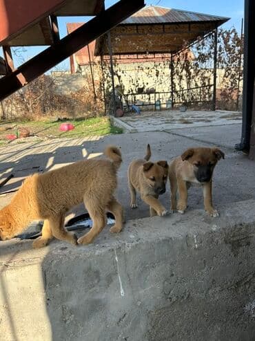 чау чау щенок цена: Щенки метисы среднего размера - Возраст: –2 месяца - Окрас — 2