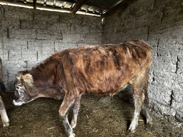 продажа щенков немецкой овчарки в бишкеке с документами: Продаю | Бык (самец) | На откорм | Привязанные — 2