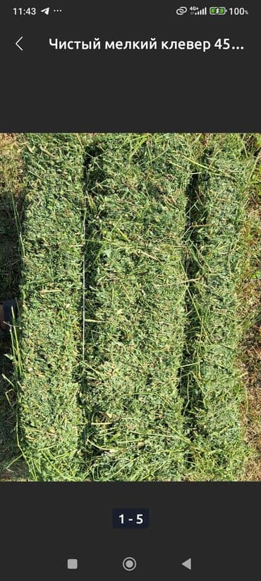 Продаю тюки клевера 3-укос! Тюки хорошие, сухие лежат под навесом