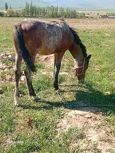 фазан бишкек: Сатам | Байтал | Көбөйтүү үчүн | Асыл тукумдуу — 1