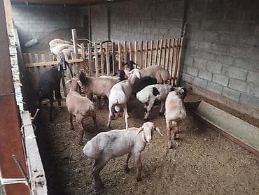 бараны: Продаю | Баран (самец) — 3