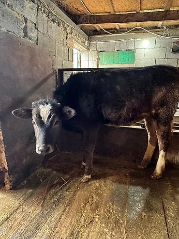 Зоотовары: Продаю | Тёлка | На откорм | Привязанные — 5