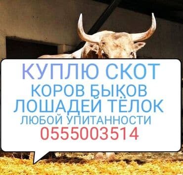 продам бу оборудование для птицефабрики: Куплю | Коровы, быки, Лошади, кони | Круглосуточно, Любое состояние, Забитый — 1