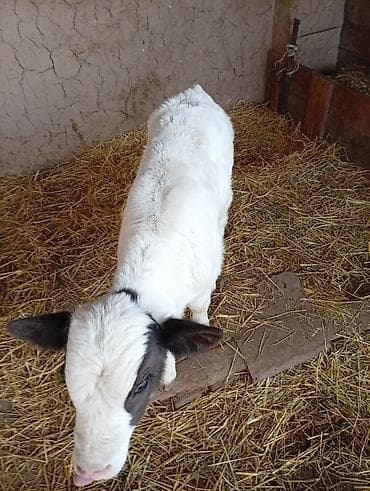 коровы молочные: Продаю | Тёлка | Полукровка | На откорм — 2