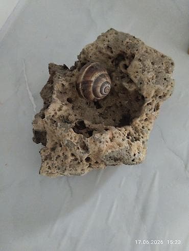 каменные мойки: Кораловый камень из Иссык Куль модельный прочный ракушка от улитки — 3