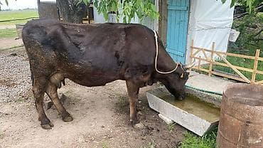 Продаю | Корова (самка) | Для молока | Привязанные