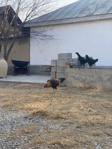 продажа щенков немецкой овчарки в бишкеке с документами: Сатам | Короздор | Тебиштирүүчү | Көбөйтүү үчүн — 4