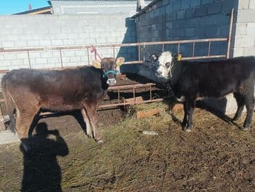 сфинксы котята: Продаю | Тёлка | Полукровка | На откорм | Привязанные — 1