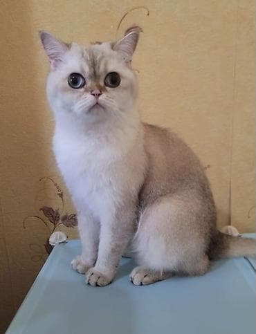 малинкий кошка: ‼️БЕСПЛАТНО‼️Кот проды Скотиш Страйт возраст почти 3 года . Спокойный — 2