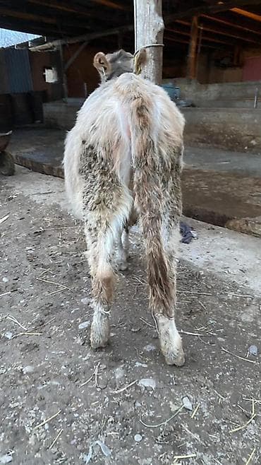 телки швицкой породы: Продаю | Тёлка | Швицкая | Для разведения | Осеменитель — 4