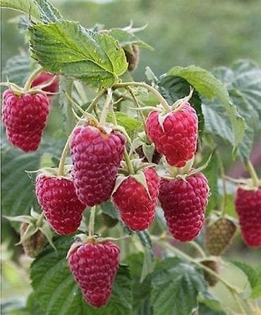 продукты питания бишкек: Малина В розницу — 1