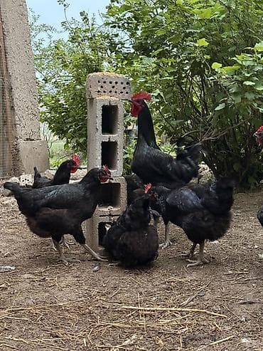 Продаю | Инкубационные яйца | Для разведения