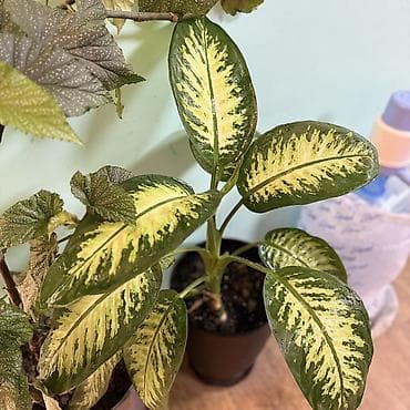 неделю: Диффенбахия мармеладная (пестролистная форма) - Комнатное — 3