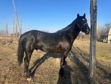 Иттер: Сатам | Байтал | Көбөйтүү үчүн — 2