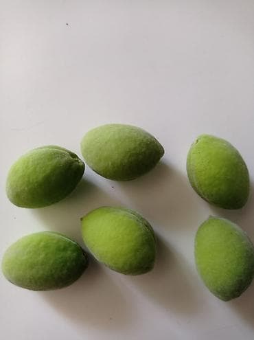 яблоко карликовые: 🍑Өрүктүн көк горо( корек)) сатылат Сорт 👍 Абрикос Королевкий зеленый — 4