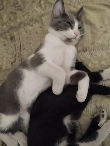 cat sofa: Беспородная, 3 месяца, Мальчик, Биколор, Приучена к лотку — 1
