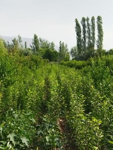 уголь каракече бешсары шабыркуль каражыра доставка бишкек купить фото: Саженцы плодовых деревьев (полевая плантация) - Ровные ряды молодого — 3