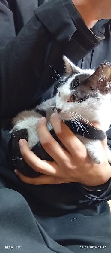 британская котята: Котёнок, окраска черно-белая (маска и пятна на спине и хвосте) — 1